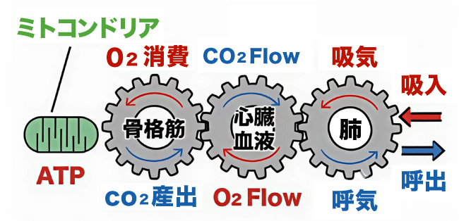 筋収縮とエネルギー（ATP）の説明図